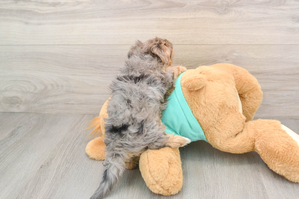 Petite Yorkie Poo Poodle Mix Pup