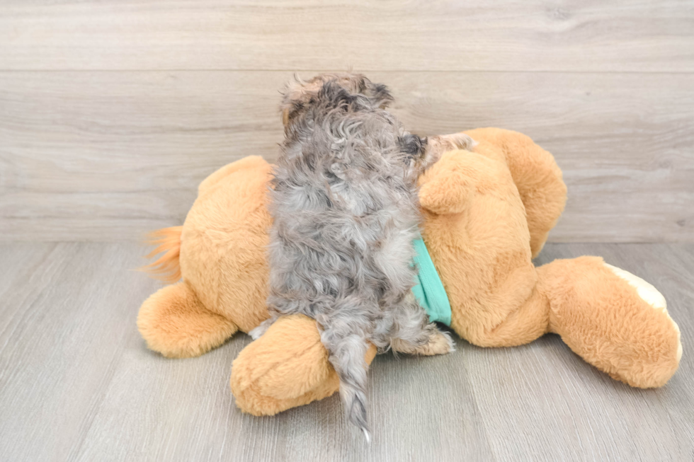 Yorkie Poo Pup Being Cute