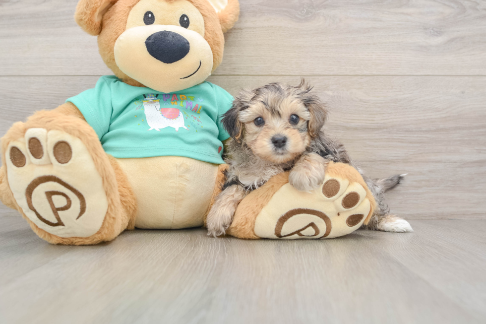 Fluffy Yorkie Poo Poodle Mix Pup