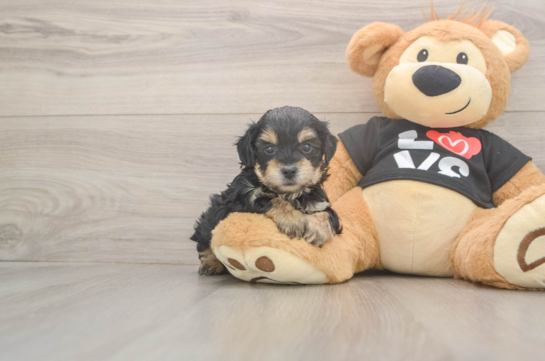 7 week old Yorkie Poo Puppy For Sale - Fairfield Furbabies Yorkie Poo Puppy for Adoption