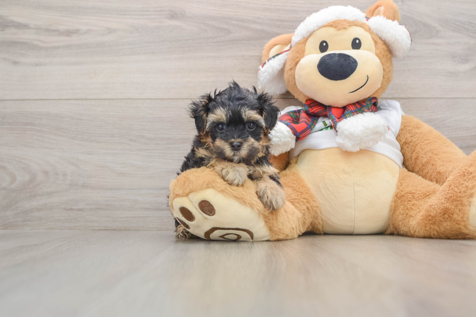 Petite Yorkie Poo Poodle Mix Pup