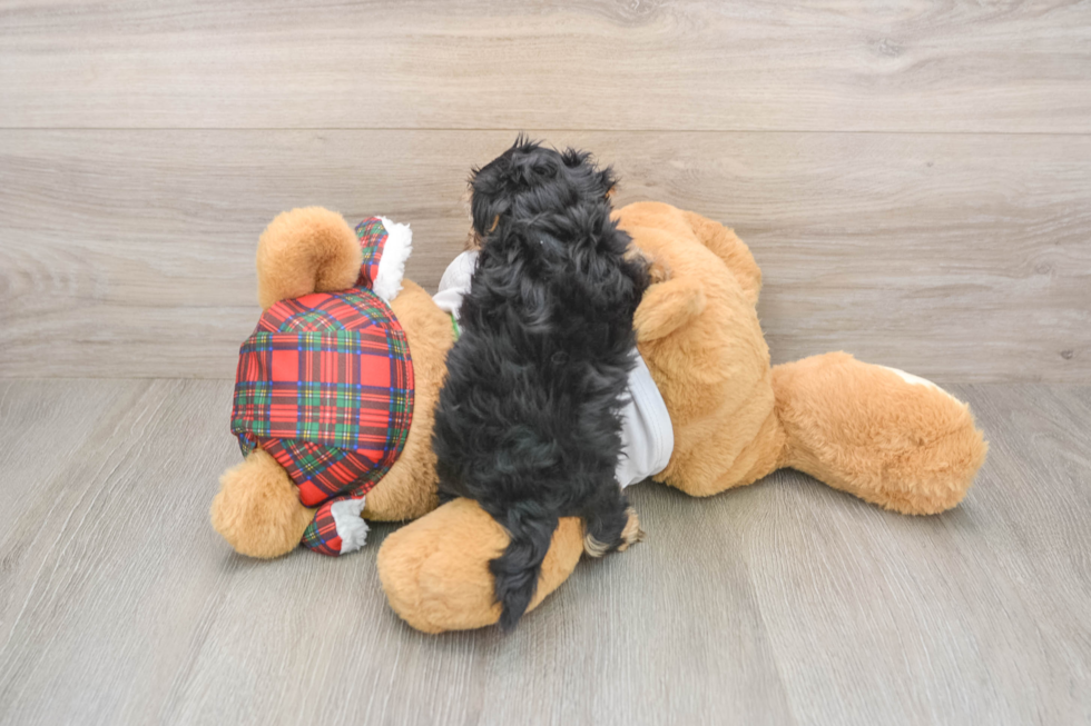 Yorkie Poo Puppy for Adoption