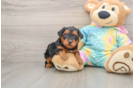 Yorkie Poo Puppy for Adoption