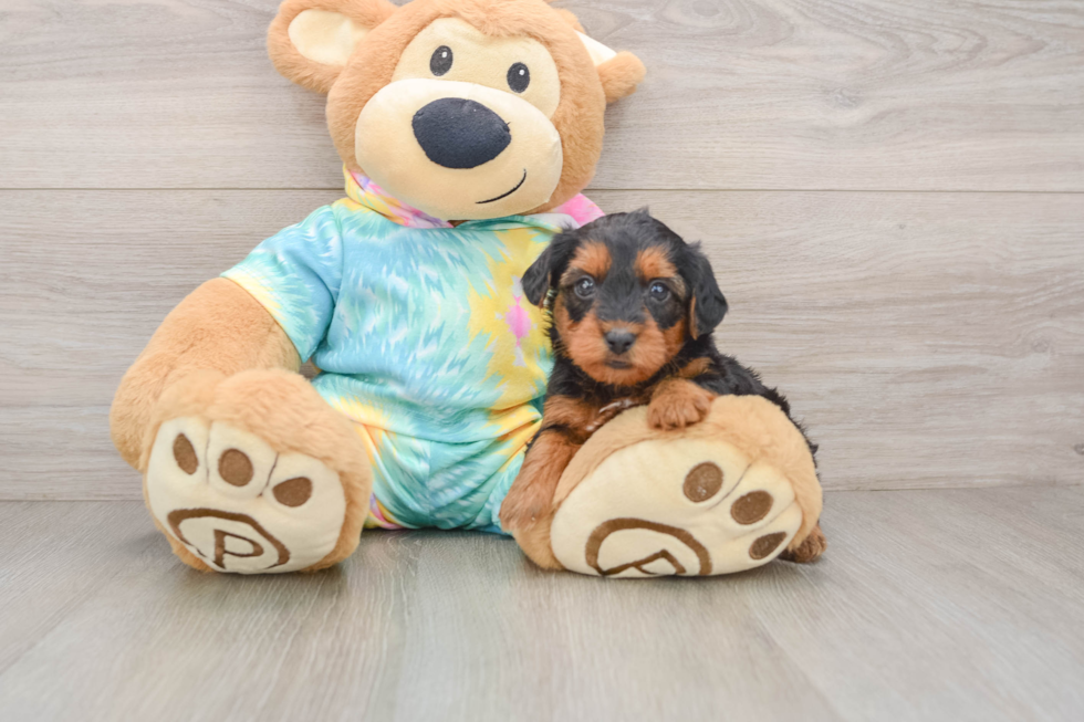 Yorkie Poo Pup Being Cute