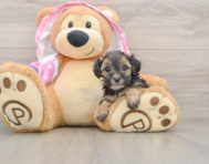8 week old Yorkie Poo Puppy For Sale - Fairfield Furbabies