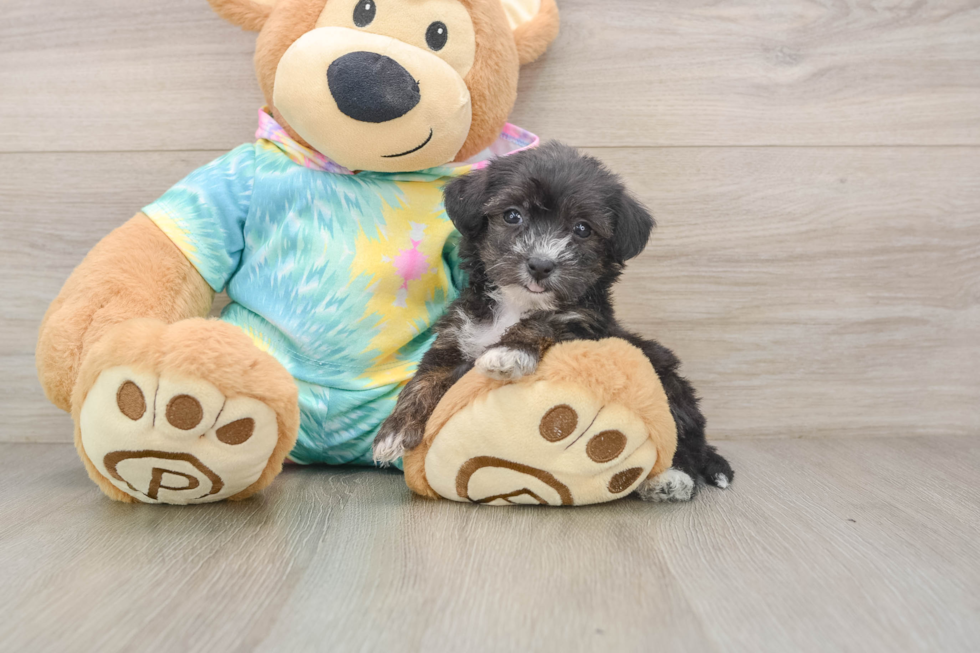 Yorkie Poo Pup Being Cute