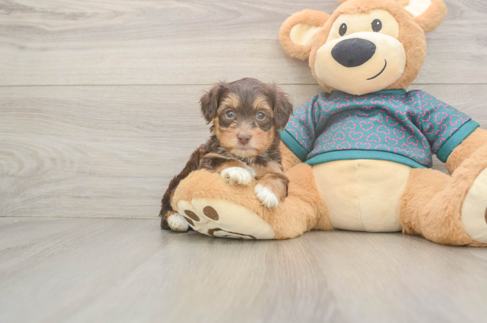 5 week old Yorkie Poo Puppy For Sale - Fairfield Furbabies