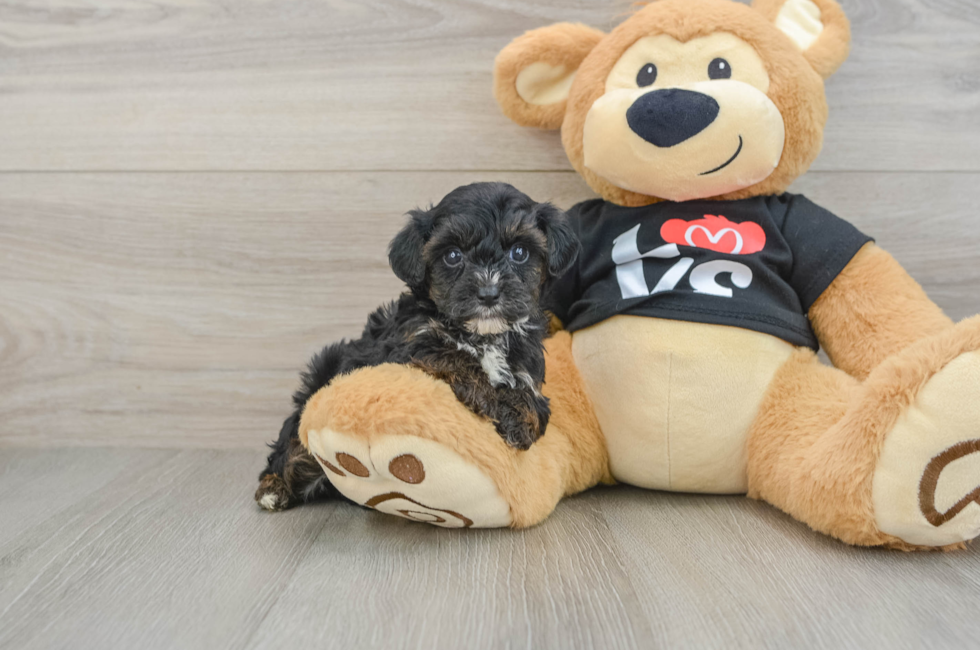 7 week old Yorkie Poo Puppy For Sale - Fairfield Furbabies