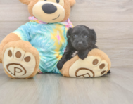 8 week old Yorkie Poo Puppy For Sale - Fairfield Furbabies
