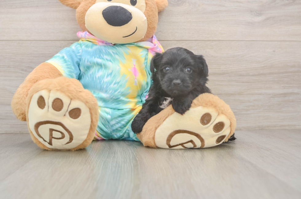 8 week old Yorkie Poo Puppy For Sale - Fairfield Furbabies
