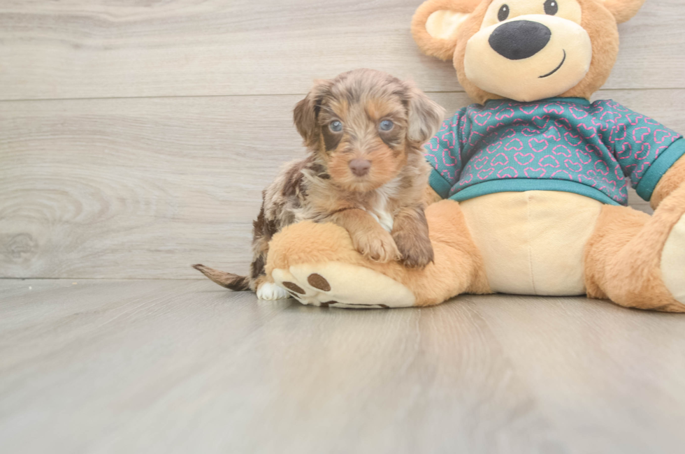5 week old Yorkie Poo Puppy For Sale - Fairfield Furbabies