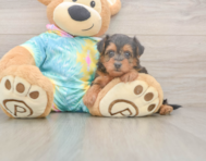 8 week old Yorkie Poo Puppy For Sale - Fairfield Furbabies