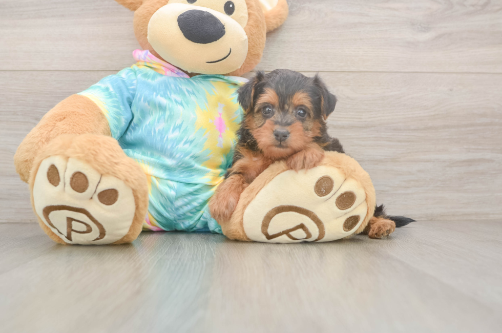 8 week old Yorkie Poo Puppy For Sale - Fairfield Furbabies