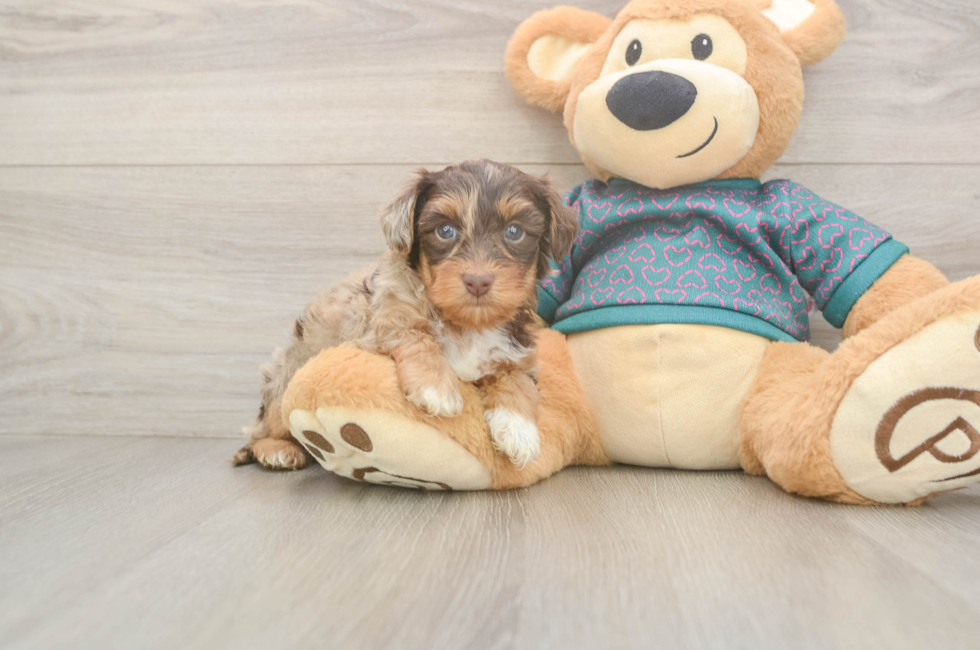 5 week old Yorkie Poo Puppy For Sale - Fairfield Furbabies