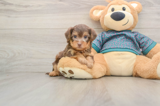 ZORRO, a Yorkie Poo littermate