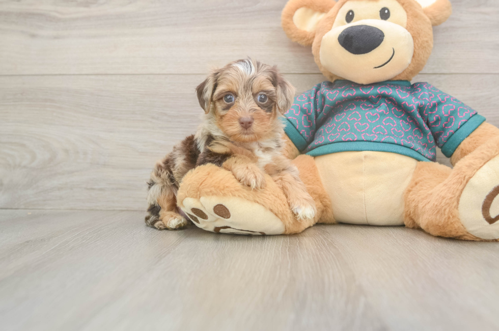 5 week old Yorkie Poo Puppy For Sale - Fairfield Furbabies